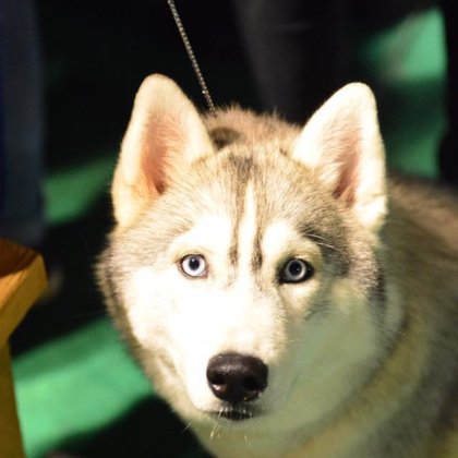 11/06/16, All breeds CAC national Dog Show (kennel club "Balto")