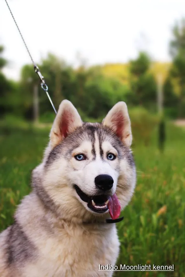 adalt pupies