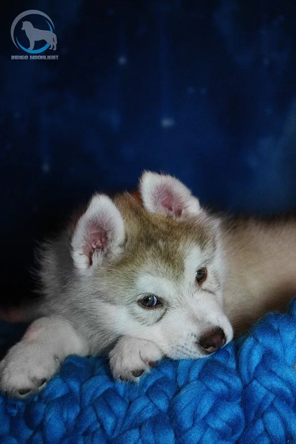 F-litter Indigo Moonlight