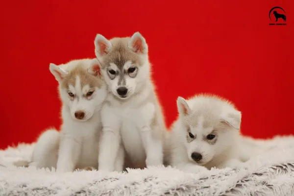 L-litter Indigo Moonlight