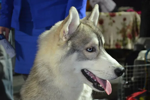 GOLDEN FLEECE dog show FCI-2014