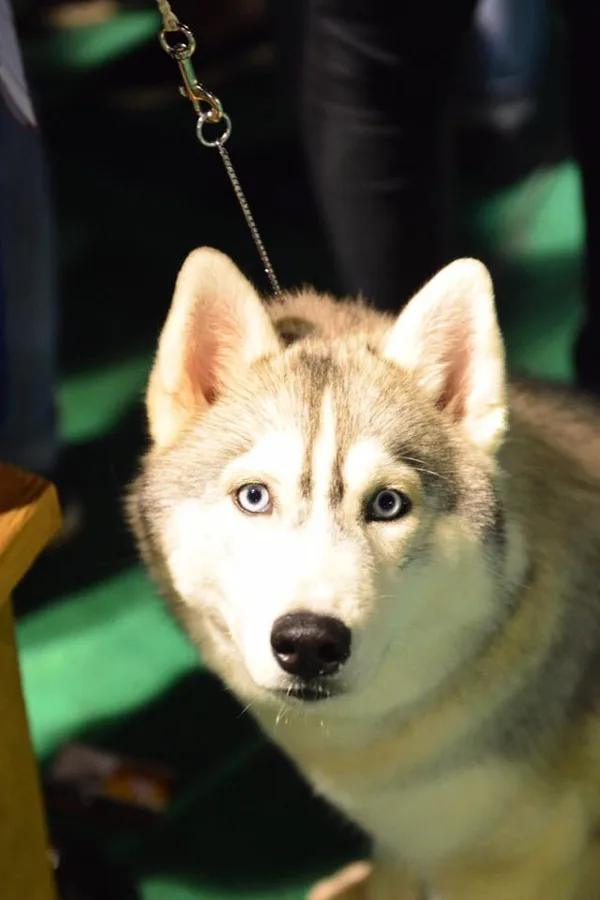 11/06/16, All breeds CAC national Dog Show (kennel club "Balto")