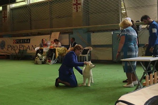 CAC-CACIB FCI spring dog shows-2017