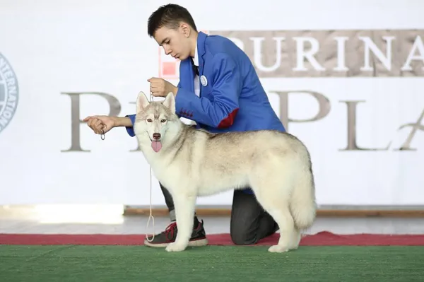 Autumn 2017 FCI-FCG Dog shows