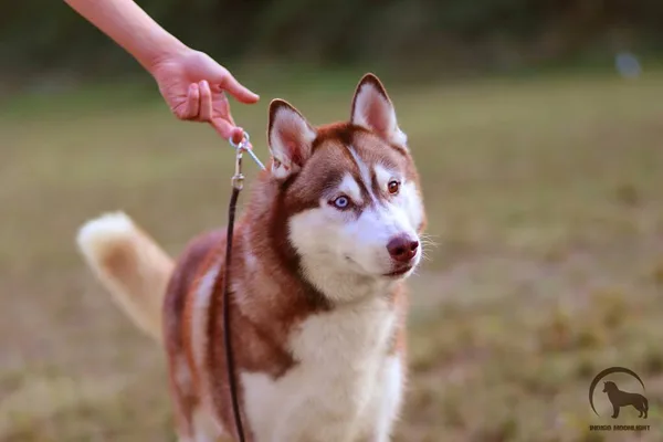 Dogs