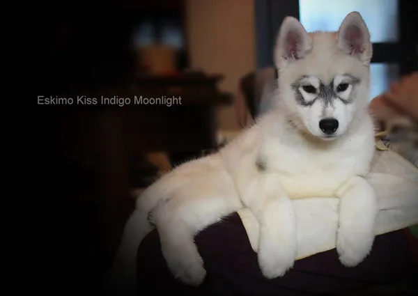 E-litter Indigo Moonlight