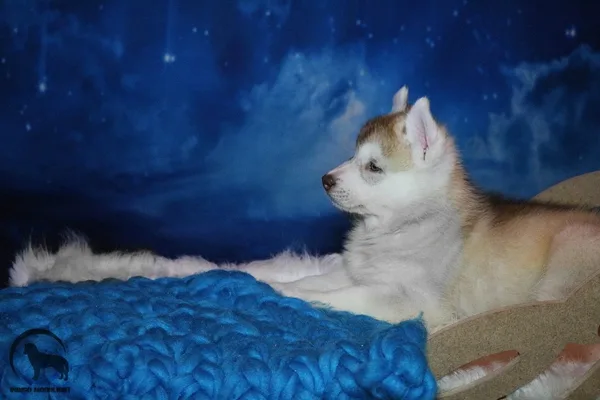 F-litter Indigo Moonlight