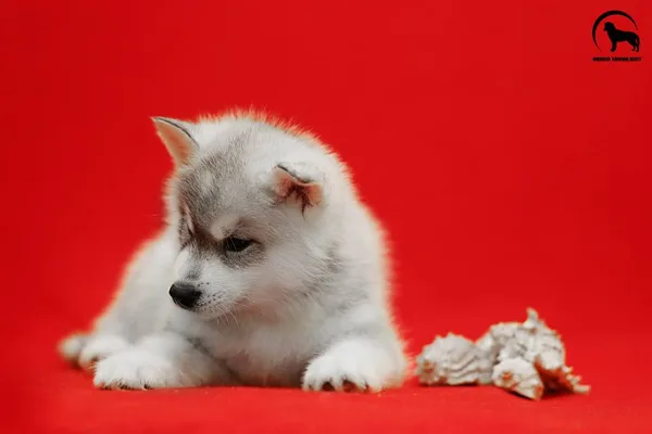L-litter Indigo Moonlight