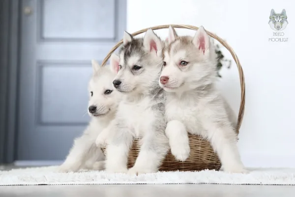 S-litter Indigo Moonlight